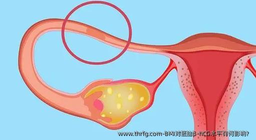 BMI对胚胎β-hCG水平有何影响？