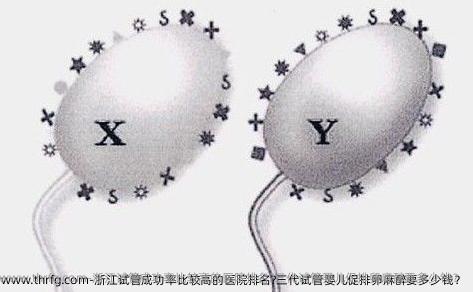 浙江试管成功率比较高的医院排名?三代试管婴儿促排卵麻醉要多少钱？