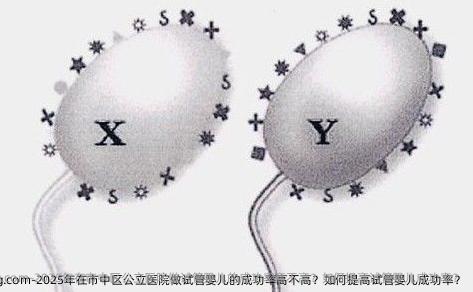 2025年在市中区公立医院做试管婴儿的成功率高不高？如何提高试管婴儿成功率？