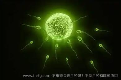 不排卵会来月经吗？不见月经有哪些原因