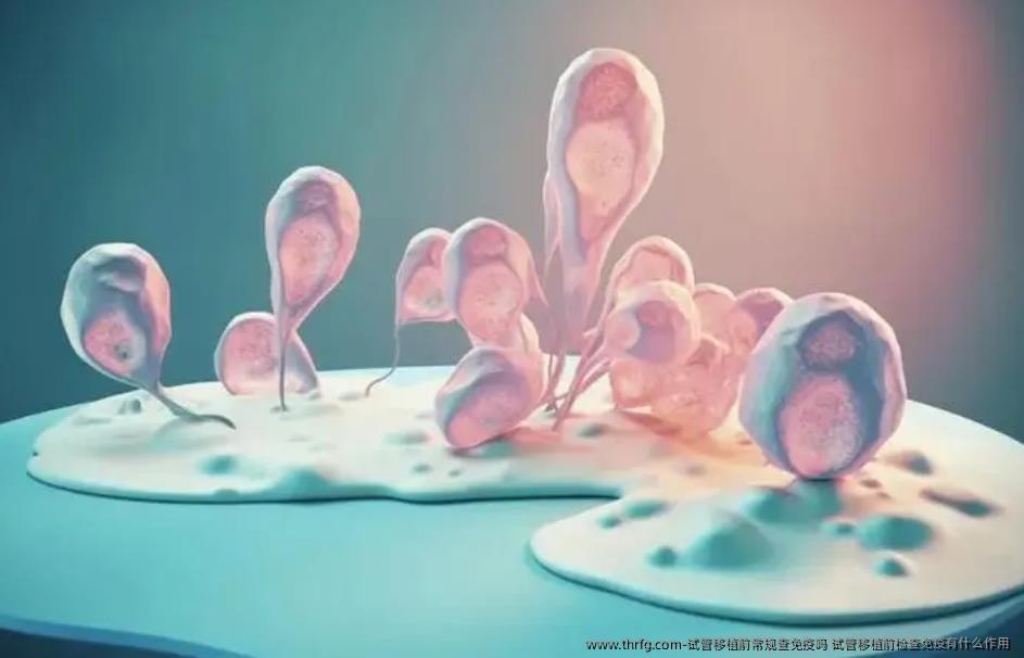 试管移植前常规查免疫吗 试管移植前检查免疫有什么作用