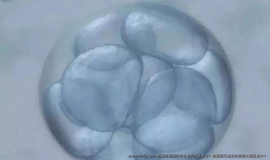 美国和英国的成功率具体是多少？泰国和乌克兰的费用大概是多少？