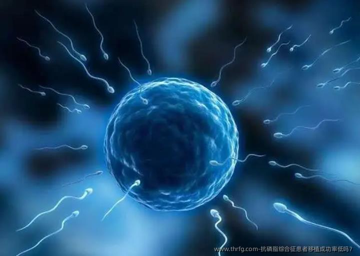抗磷脂综合征患者移植成功率低吗？