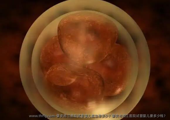 肇庆西江医院试管婴儿成功率多少？肇庆市西江医院试管婴儿要多少钱？