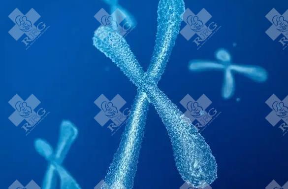 罗氏易位做试管冷冻胚胎：囊胚冷冻技术对染色体稳定性的影响