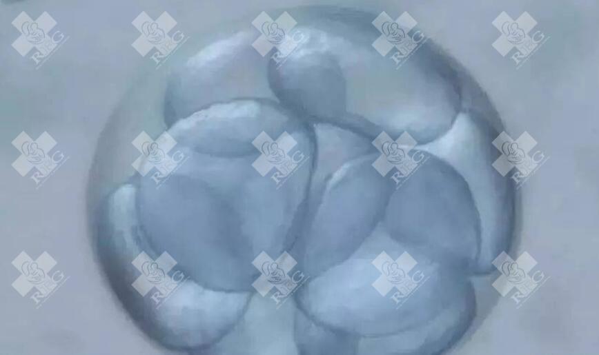 胚胎植入前遗传学检测对试管婴儿成功率的影响有多大？