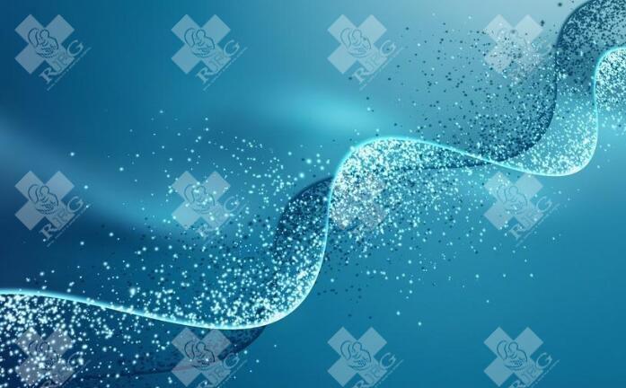 罗氏易位对胚胎发育有什么影响？染色体核型分析与断点定位的准确率有多高?